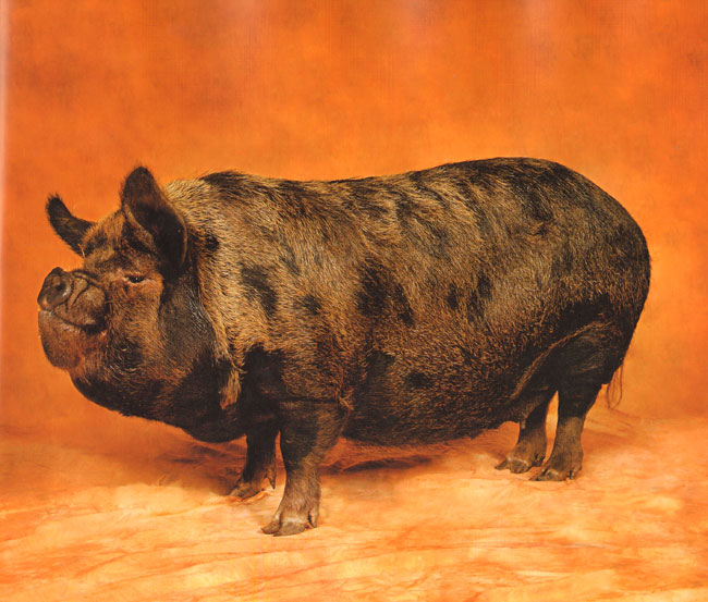 kune kune