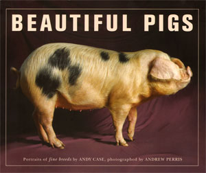 beautiful pigs...