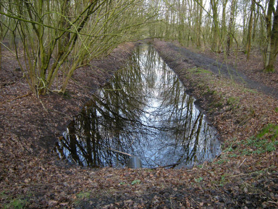 eind februari komt er al een vleug groen tevoorschijn...