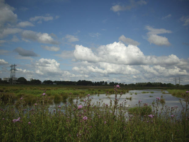13 juni 2008 - de netels staan in bloei...