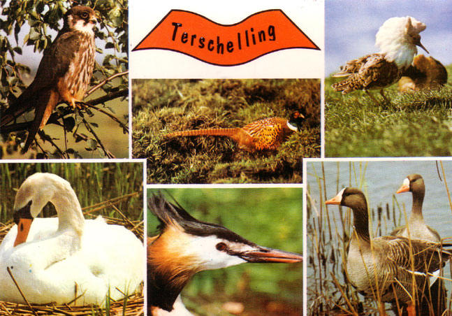 terschelling...