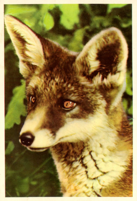 vos, fuchs, le renard...
