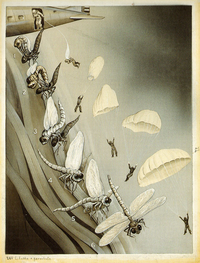 het ontvouwen van de vleugels van insecten