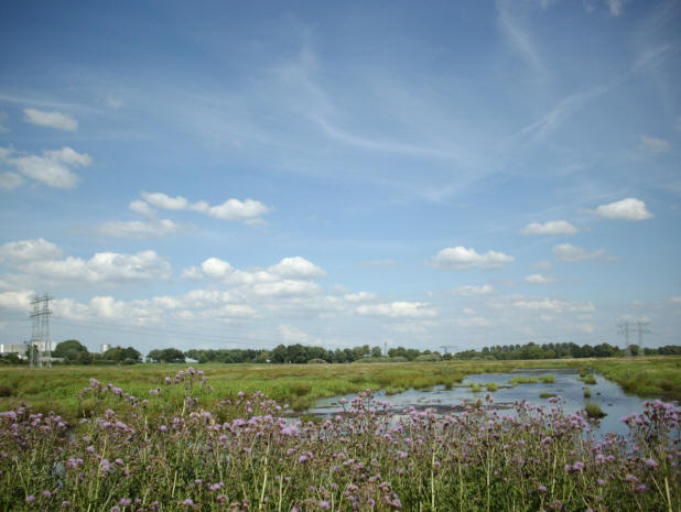 distels in bloei - begin juli 2008