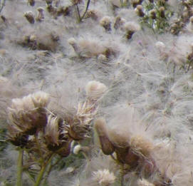 pluis waait door de polders…