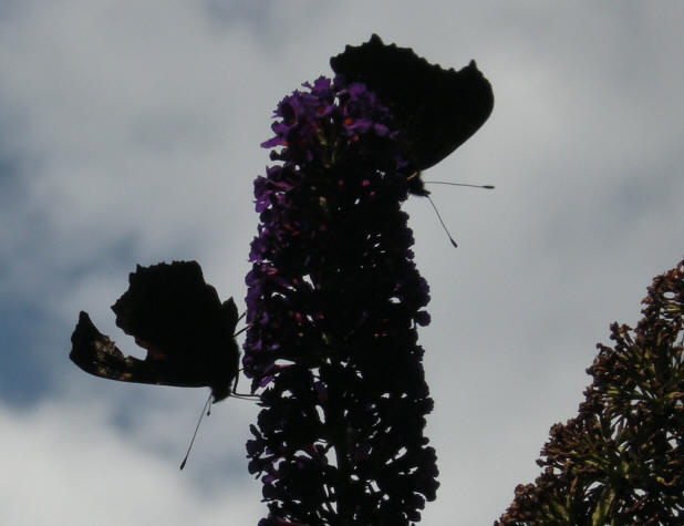 het leverde wel fraaie silhouetten op...
