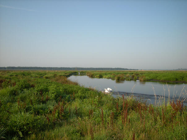 landende zwaan...