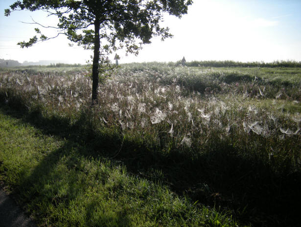 spinnenwebben in de berm...