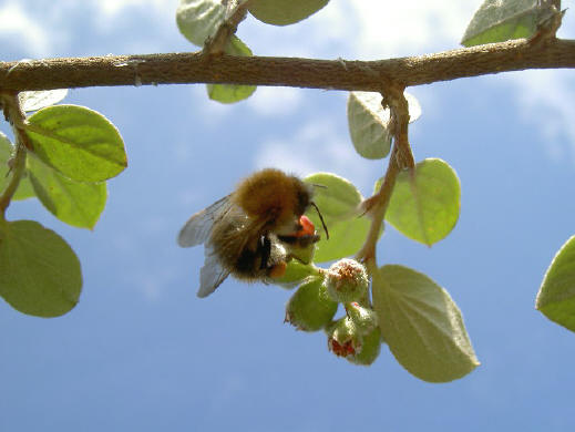 piepkleine bloemen, maar toch...