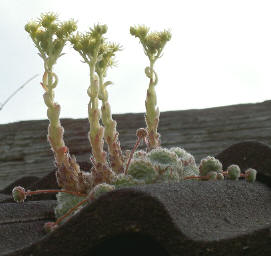 dakplant in bloei...