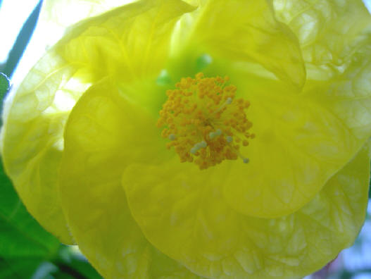 gele bloem van binnen...