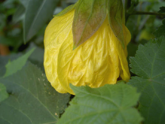 gele bloem van buiten...