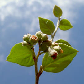 kleine rode bloemetjes...