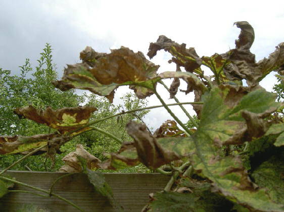 hopruïne...