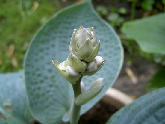 hostabloem