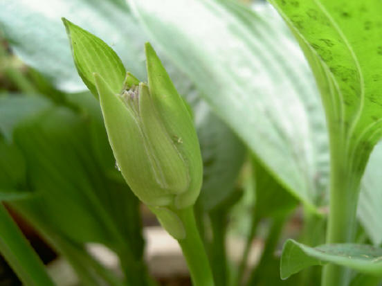 nog een hostabloem - misschien helpt het dat de hosta's dit jaar in potten staan