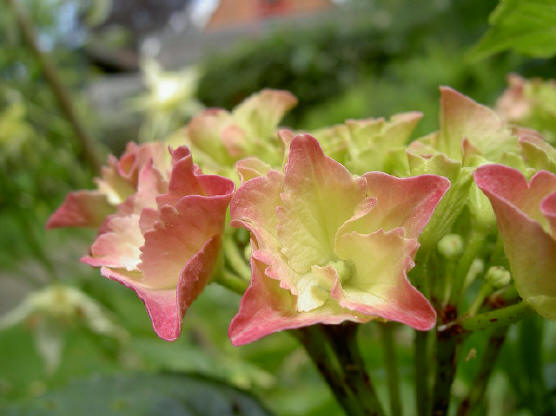 prachtige kleine bloemetjes...