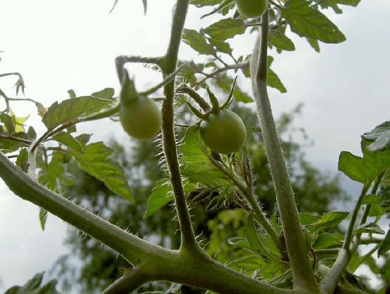 piepkleine tomaten...