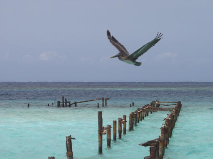 aruba