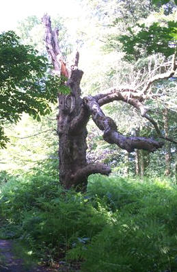 zomaar wat mooie bomen…