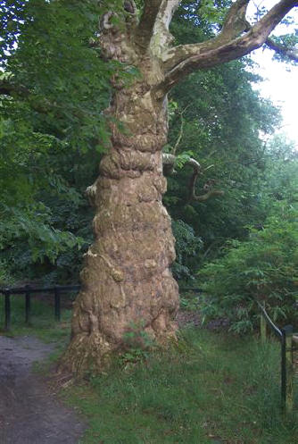 achterhoekse boom