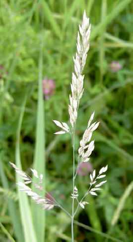 en witte accenten...
