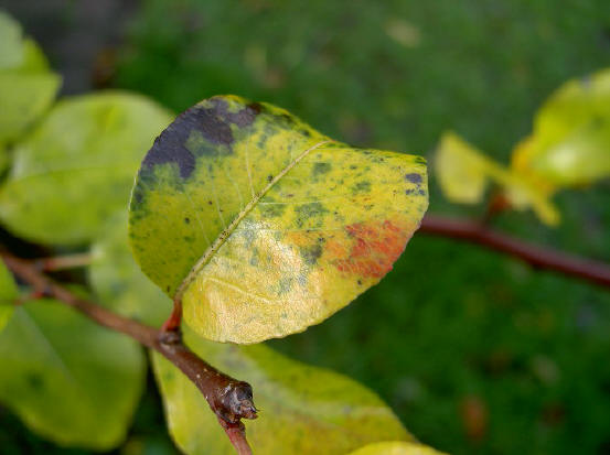 groen met zwarte en rode accenten...