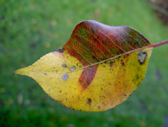 opmerkelijke compositie...