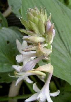 hosta