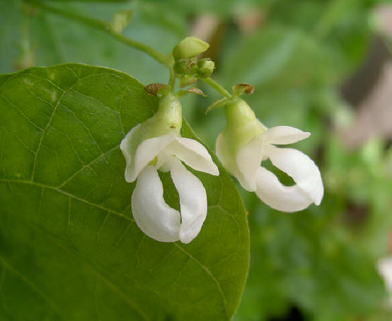 bloemen van boontjes