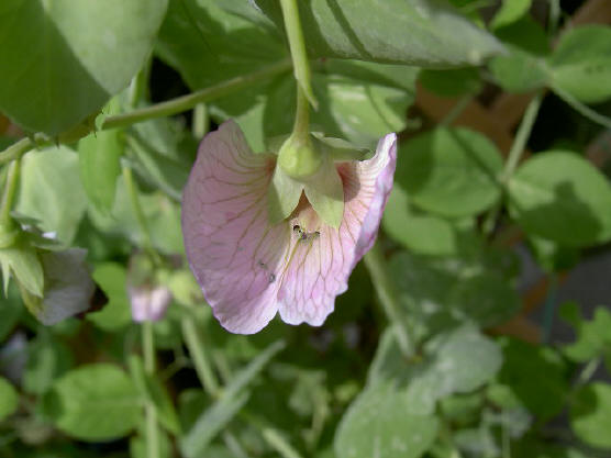 peultjesbloem