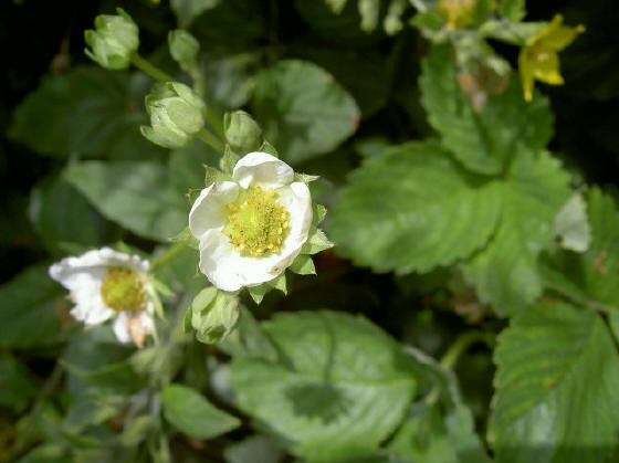aardbeibloemetje