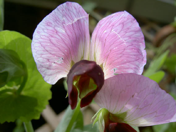 peultjesbloem