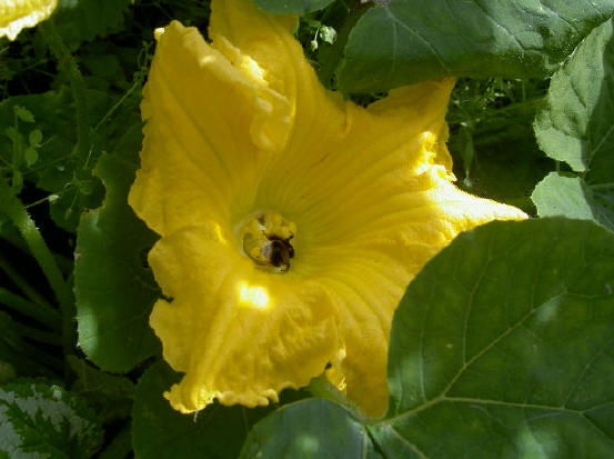 door de dikke bromvlieg kun je een beetje zien hoe groot deze bloem is...