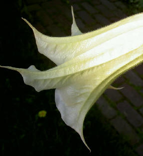bloem...