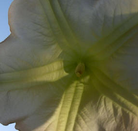 binnenkant van de bloem...