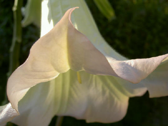 onderkant van de bloem...