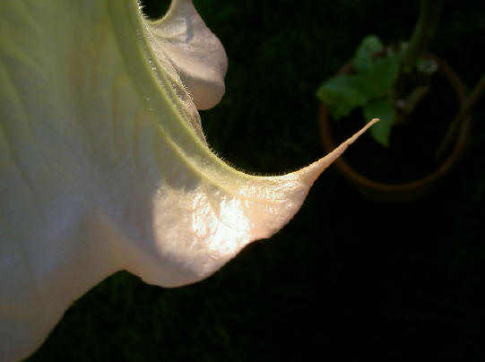 elegantie...