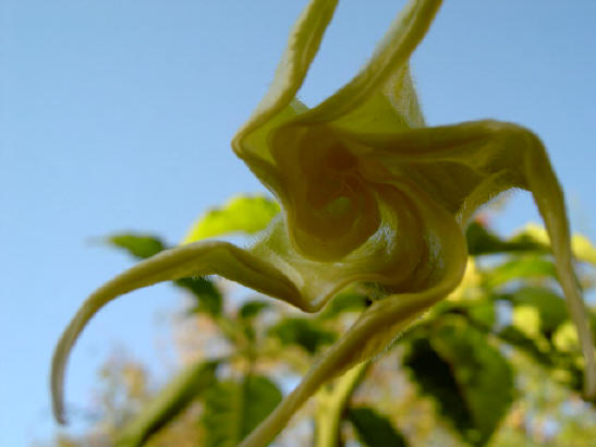 gesloten bloem...