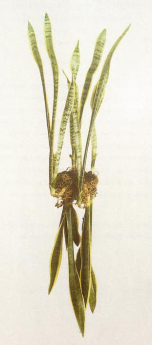 sanseveria