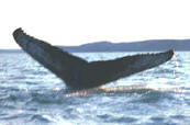 walvisflippers