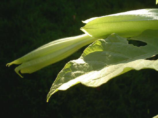 brugmansia...