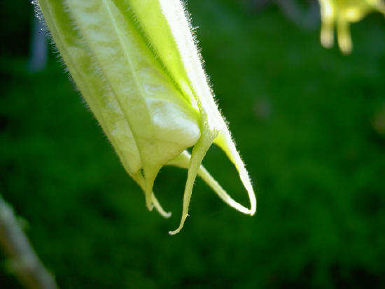 brugmansiabloem