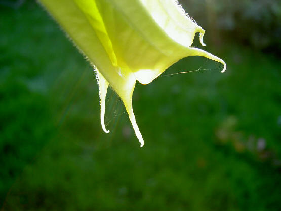 met spinneweb...