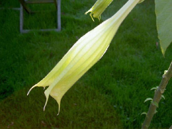 absurd lange bloemen...