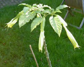 brugmansia