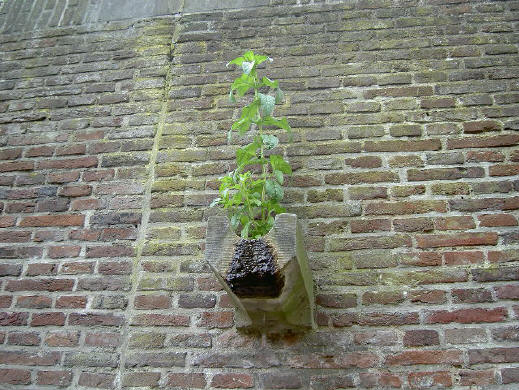 een plant heeft niet veel meer nodig dan wat water...