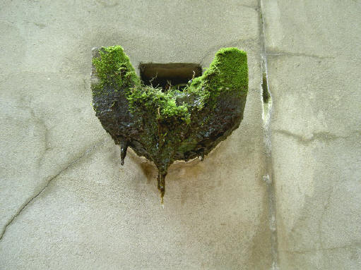 groene goot