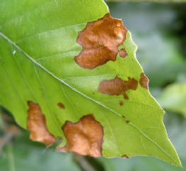 compositie in groen en bruin...
