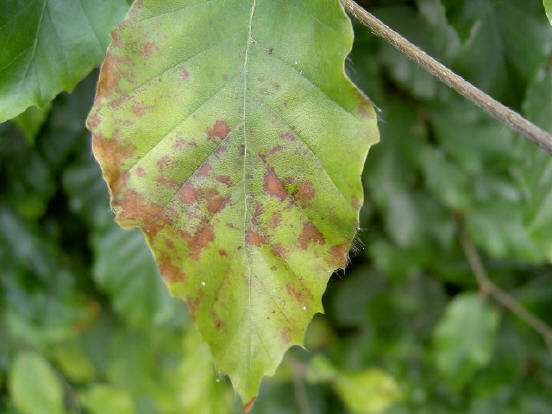 bruin en groen...